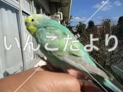 コメントの画像