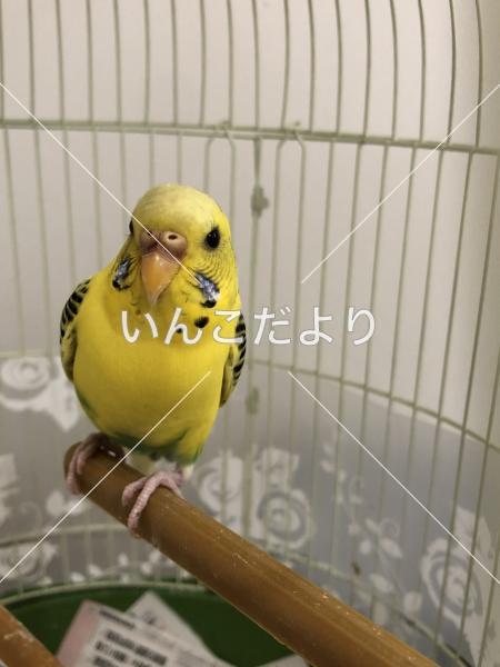 コメントの画像
