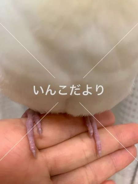 コメントの画像