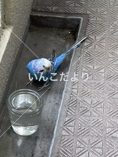 コメントの画像