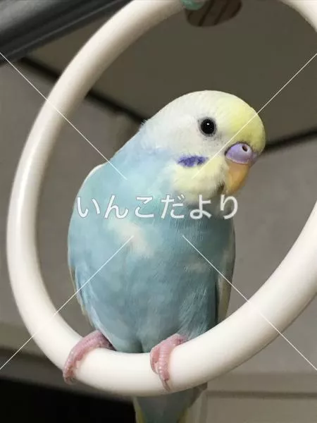 コメントの画像