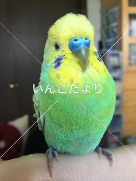 コメントの画像