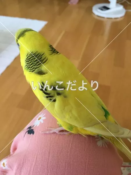 コメントの画像