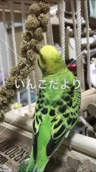 コメントの画像