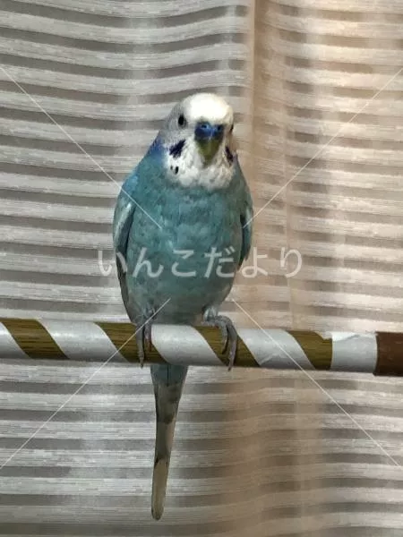 コメントの画像