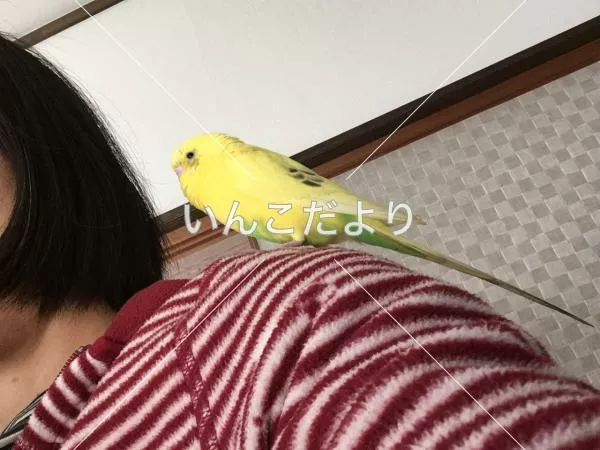 コメントの画像