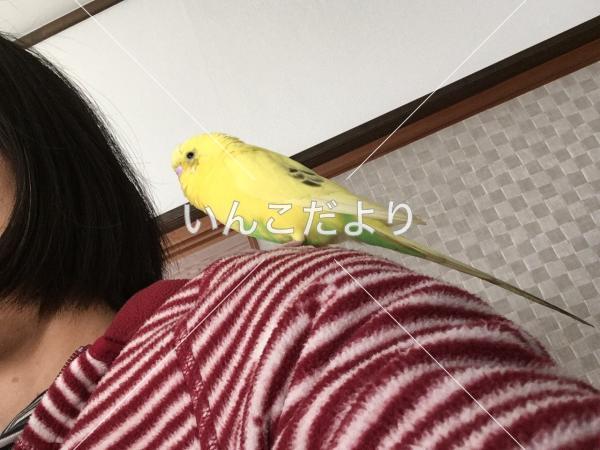 コメントの画像