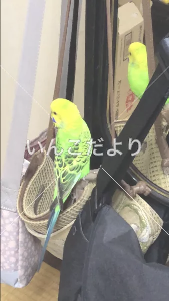 コメントの画像