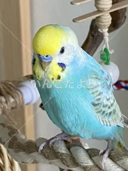 コメントの画像