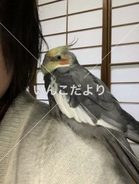 コメントの画像