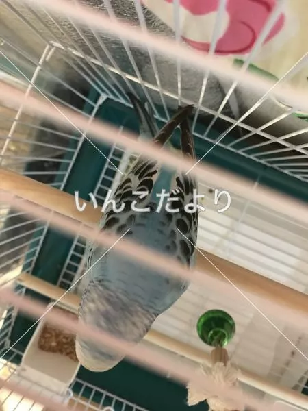 コメントの画像