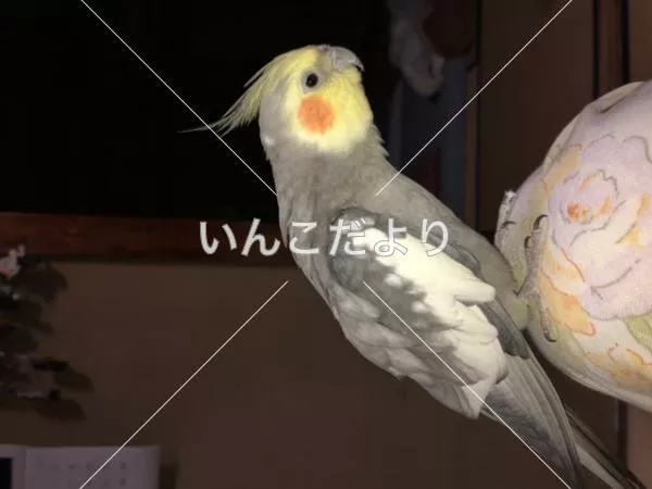 コメントの画像