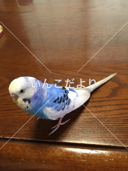 コメントの画像