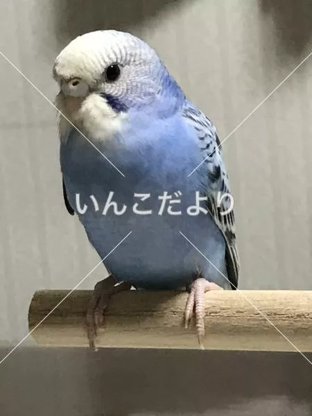 コメントの画像