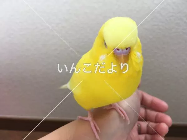 コメントの画像