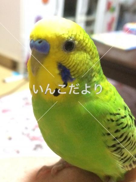 コメントの画像