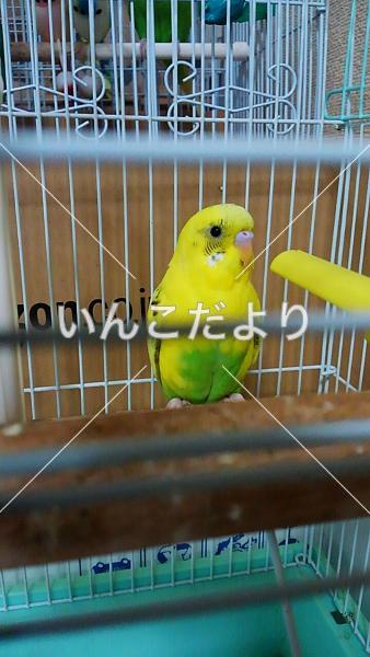コメントの画像