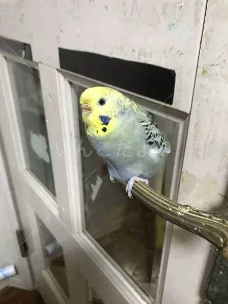 コメントの画像