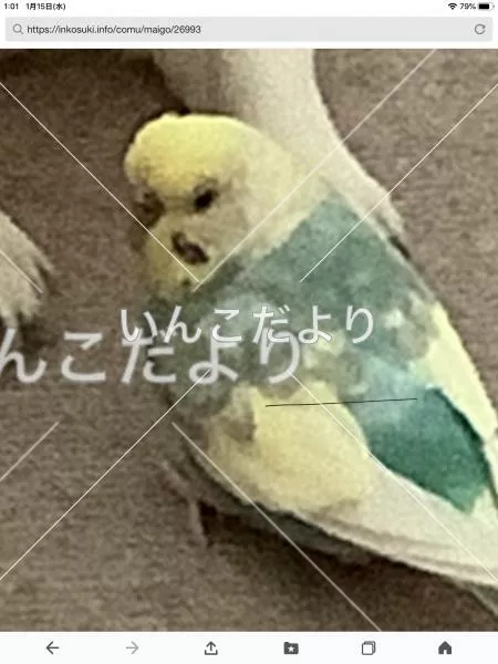 コメントの画像