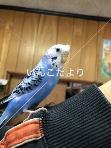 コメントの画像