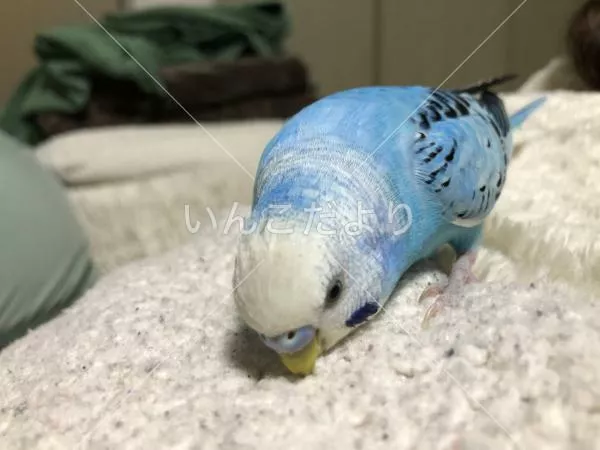 コメントの画像