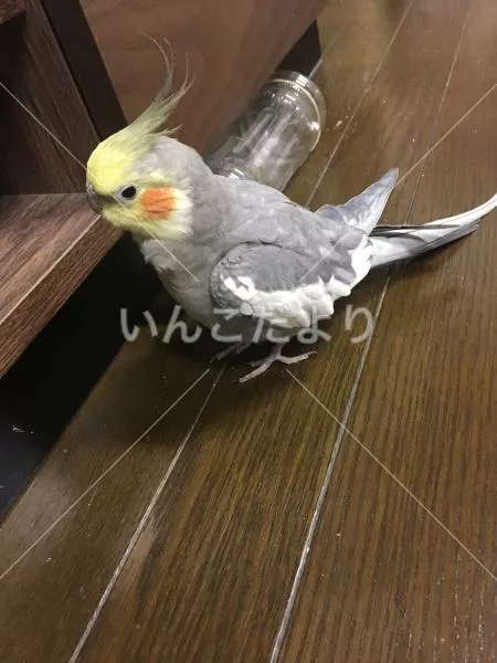 コメントの画像