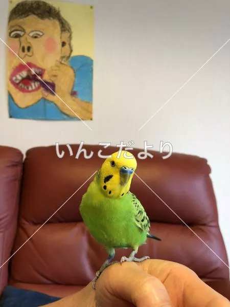 コメントの画像