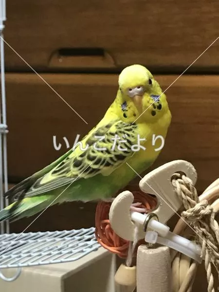 コメントの画像