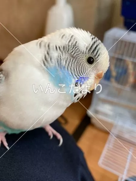 コメントの画像