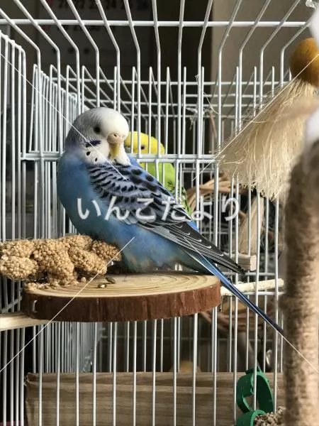 コメントの画像