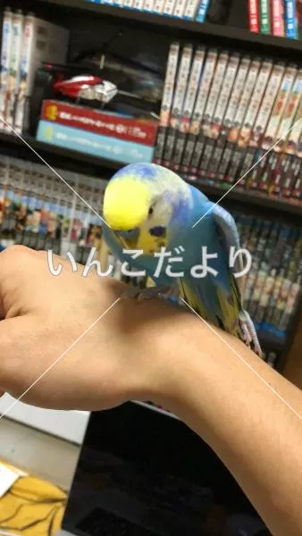 コメントの画像