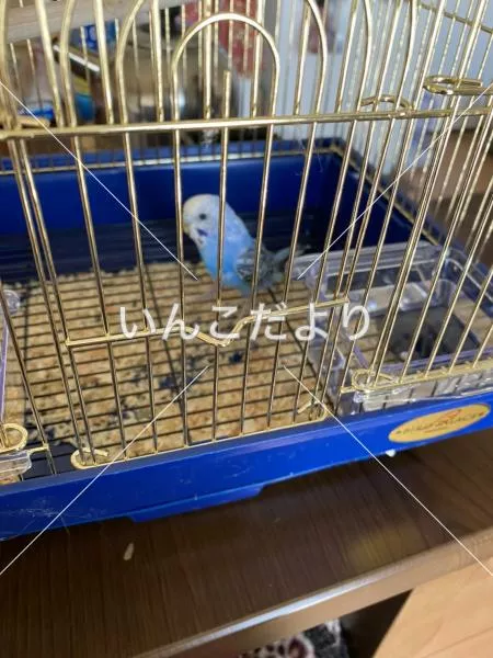 コメントの画像