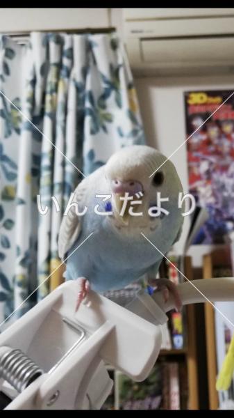 コメントの画像
