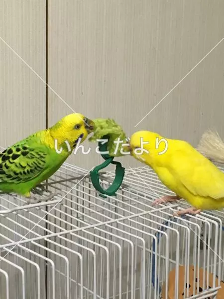 コメントの画像