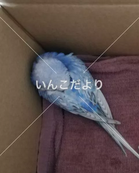 コメントの画像