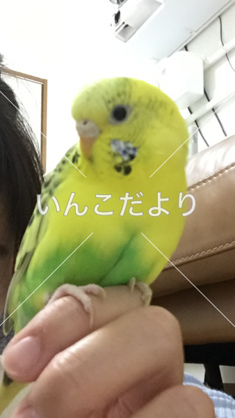 コメントの画像