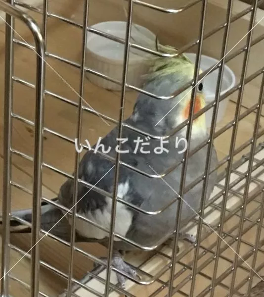 コメントの画像