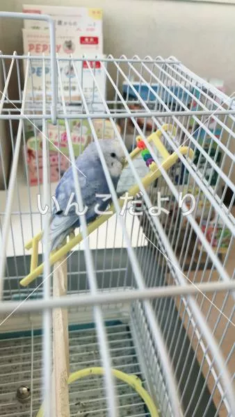 コメントの画像