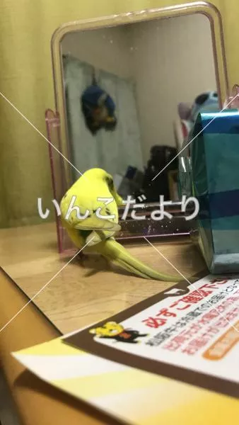 コメントの画像