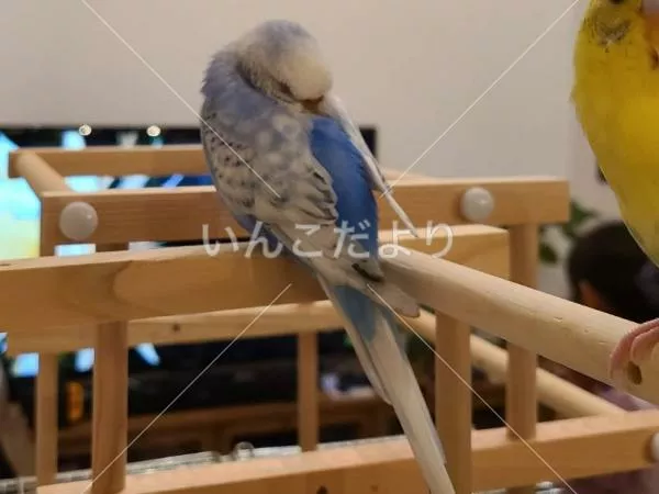 コメントの画像