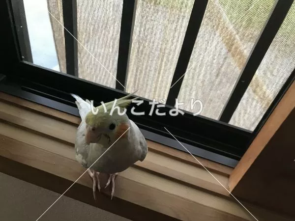 コメントの画像