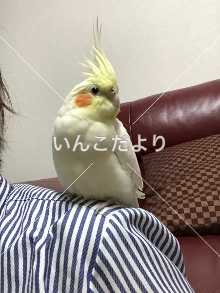 コメントの画像