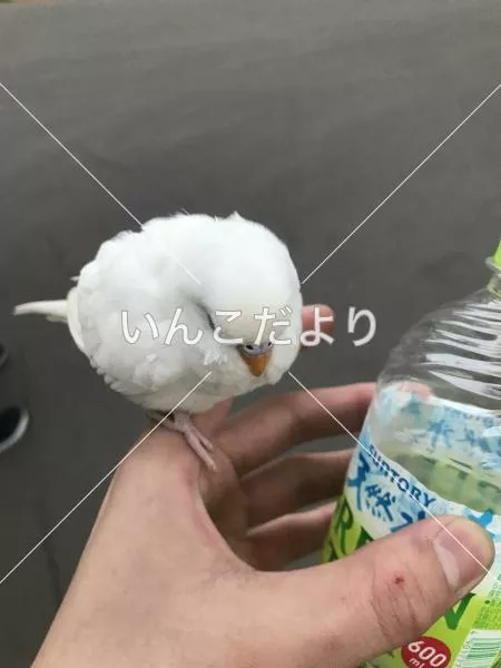 コメントの画像