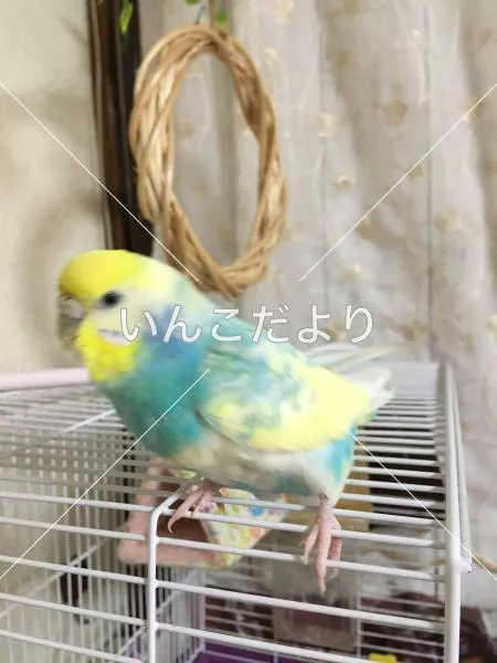 コメントの画像