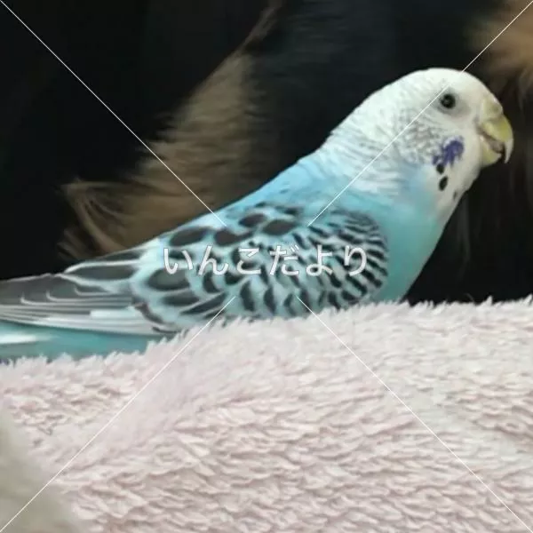 コメントの画像