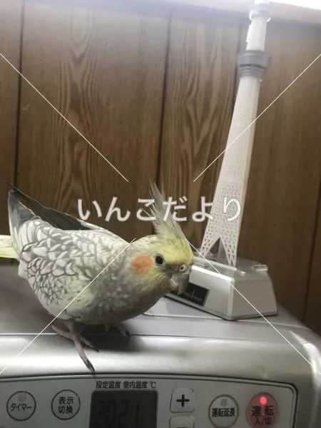 コメントの画像