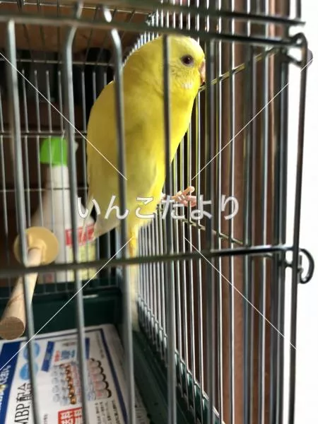 コメントの画像