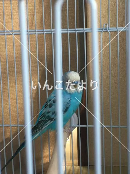 コメントの画像