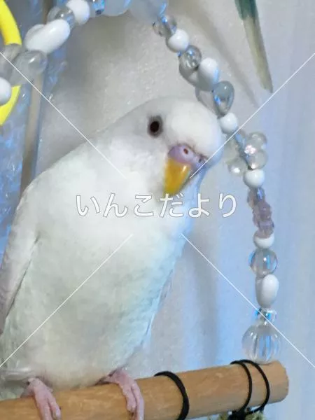 コメントの画像