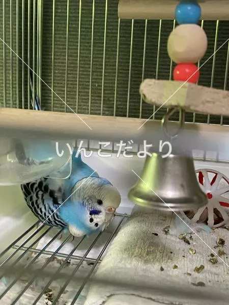 コメントの画像